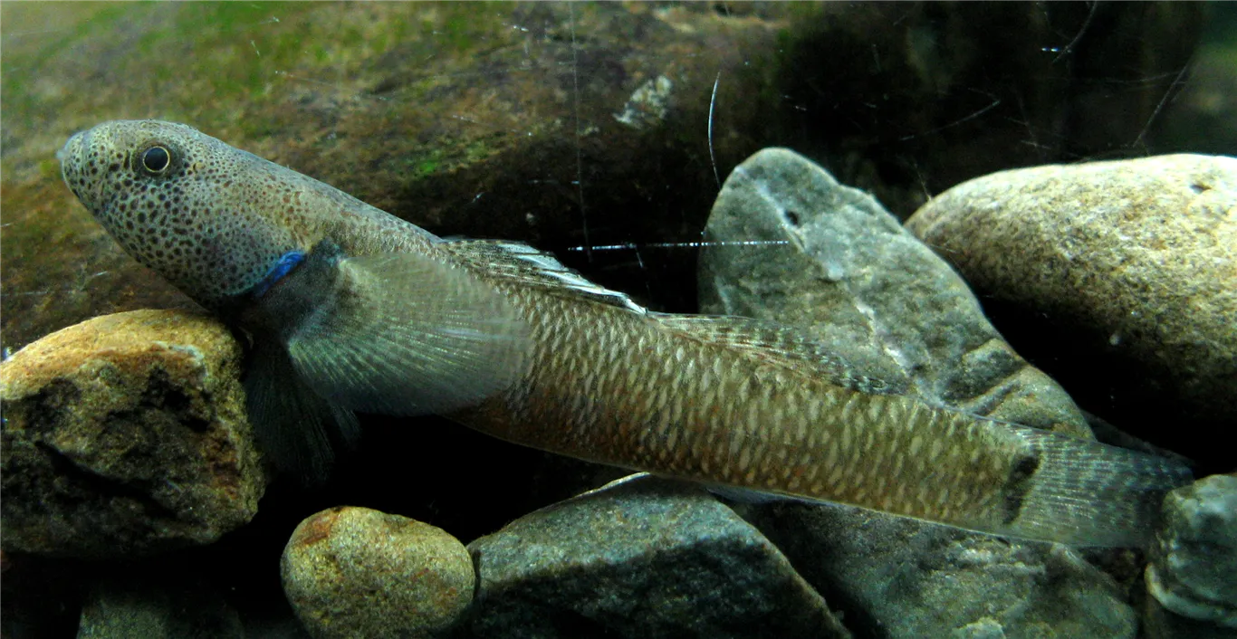 Bluegill bully (Gobiomorphus hubbsi)