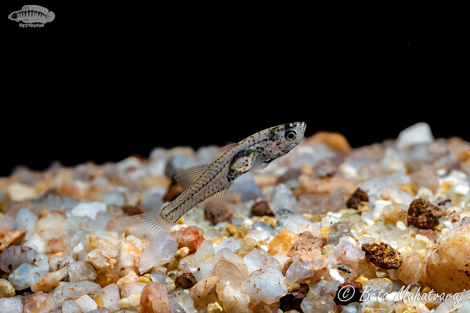 Glass goby (Gobiopterus chuno)