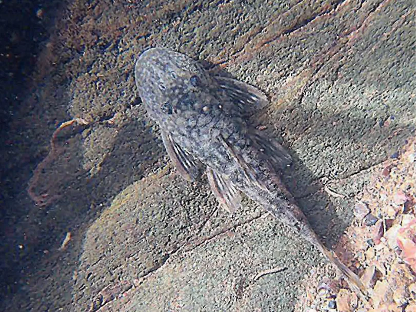 Guyanancistrus brownsbergensis