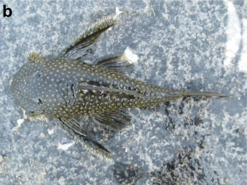Guyanancistrus longispinis