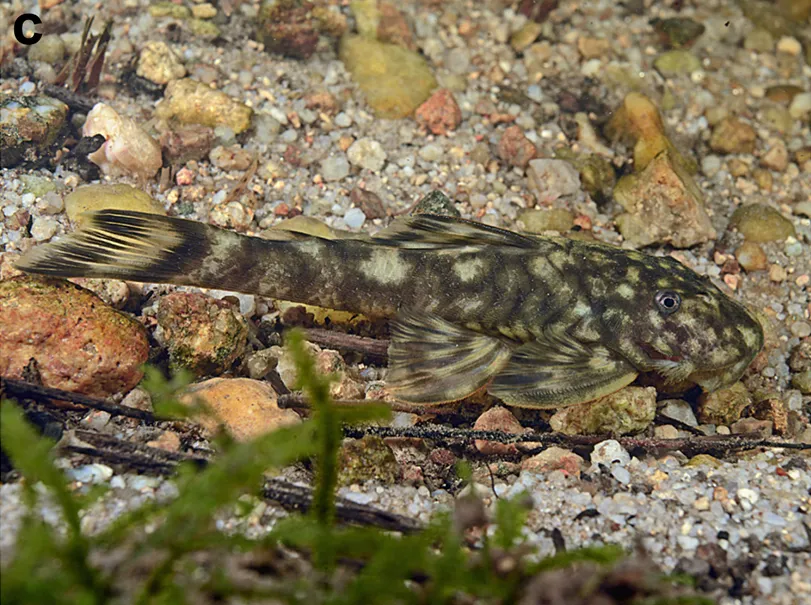 Guyanancistrus megastictus