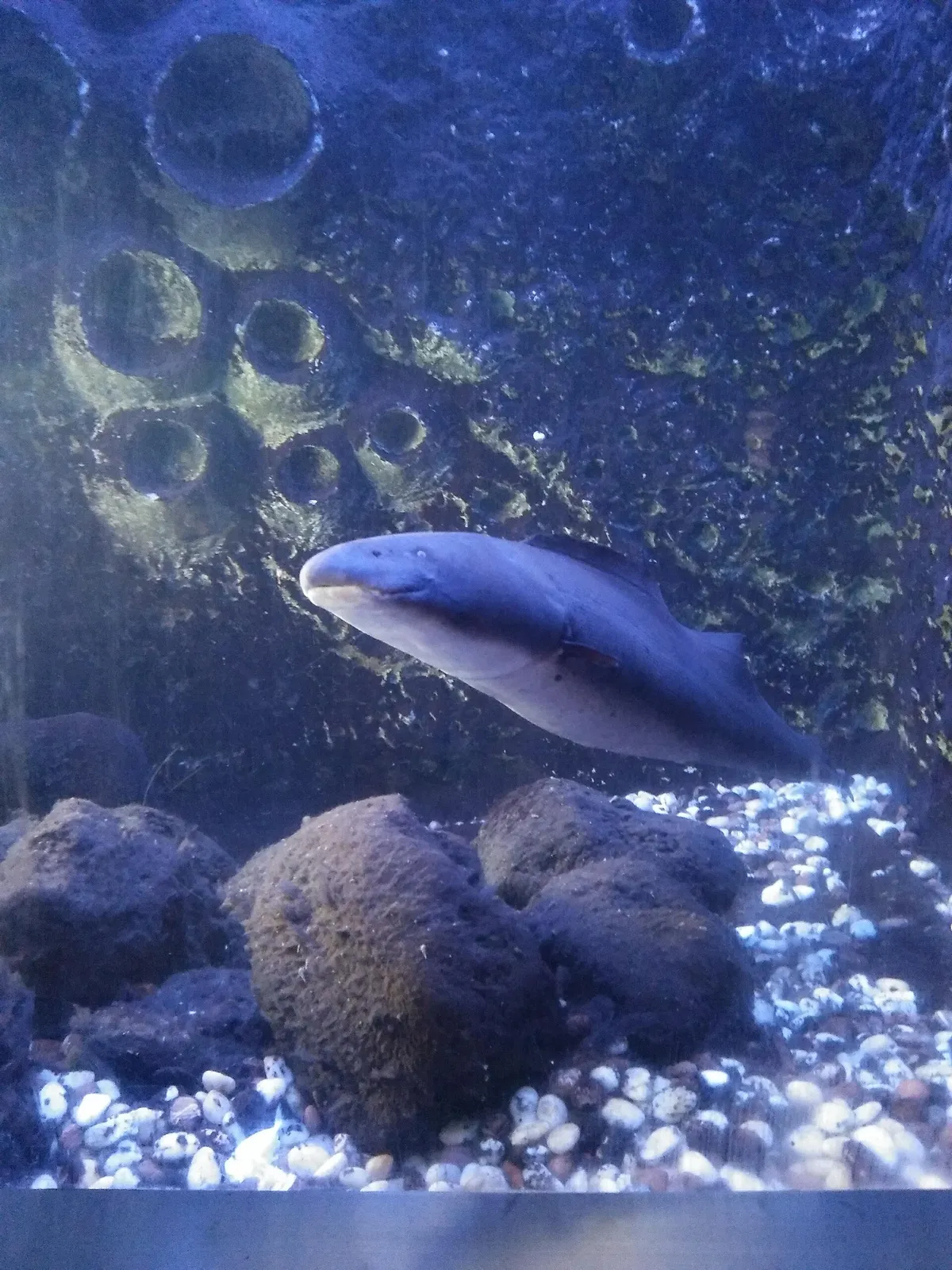 Aba (Gymnarchus niloticus)