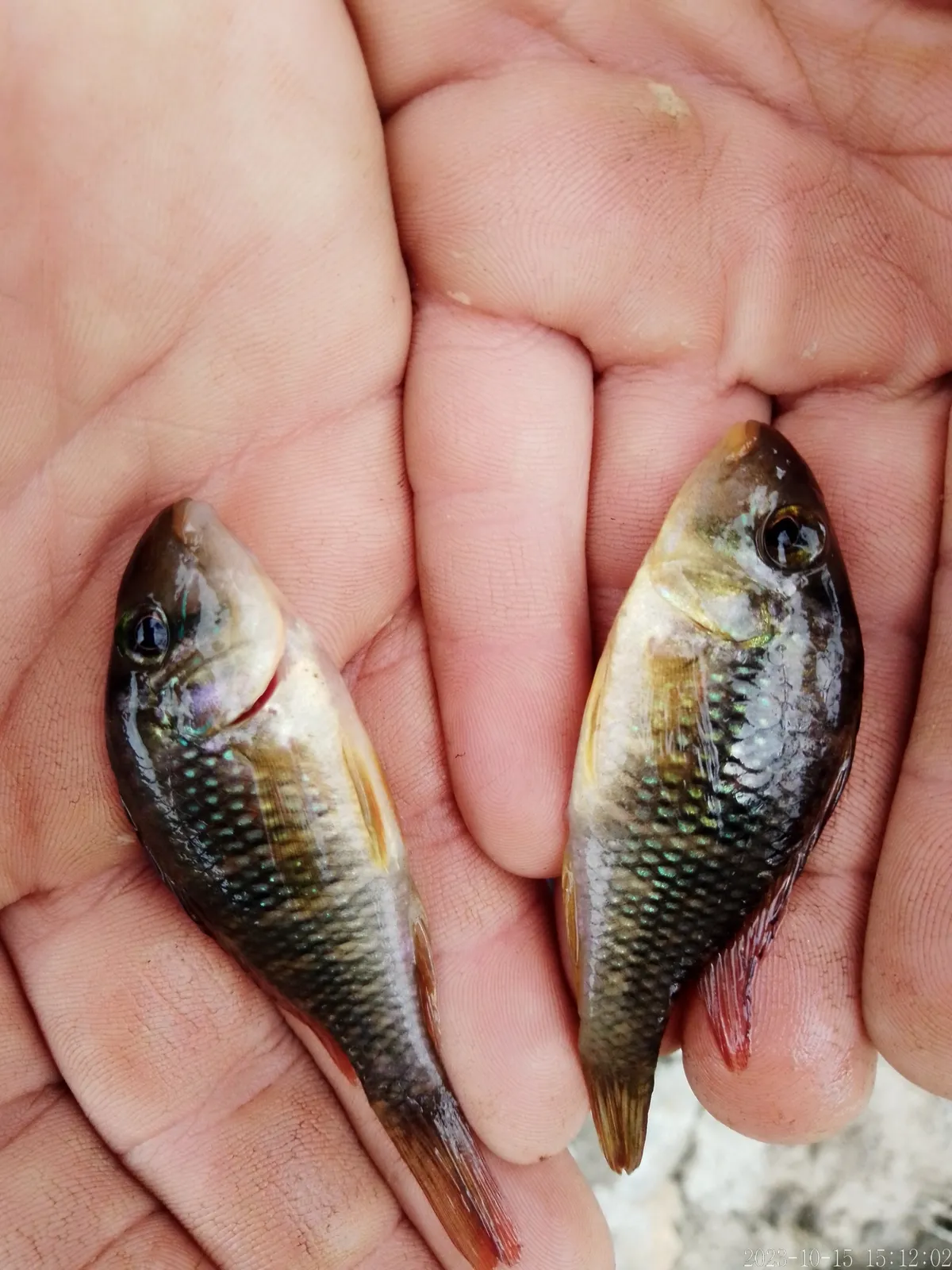 Gymnogeophagus labiatus