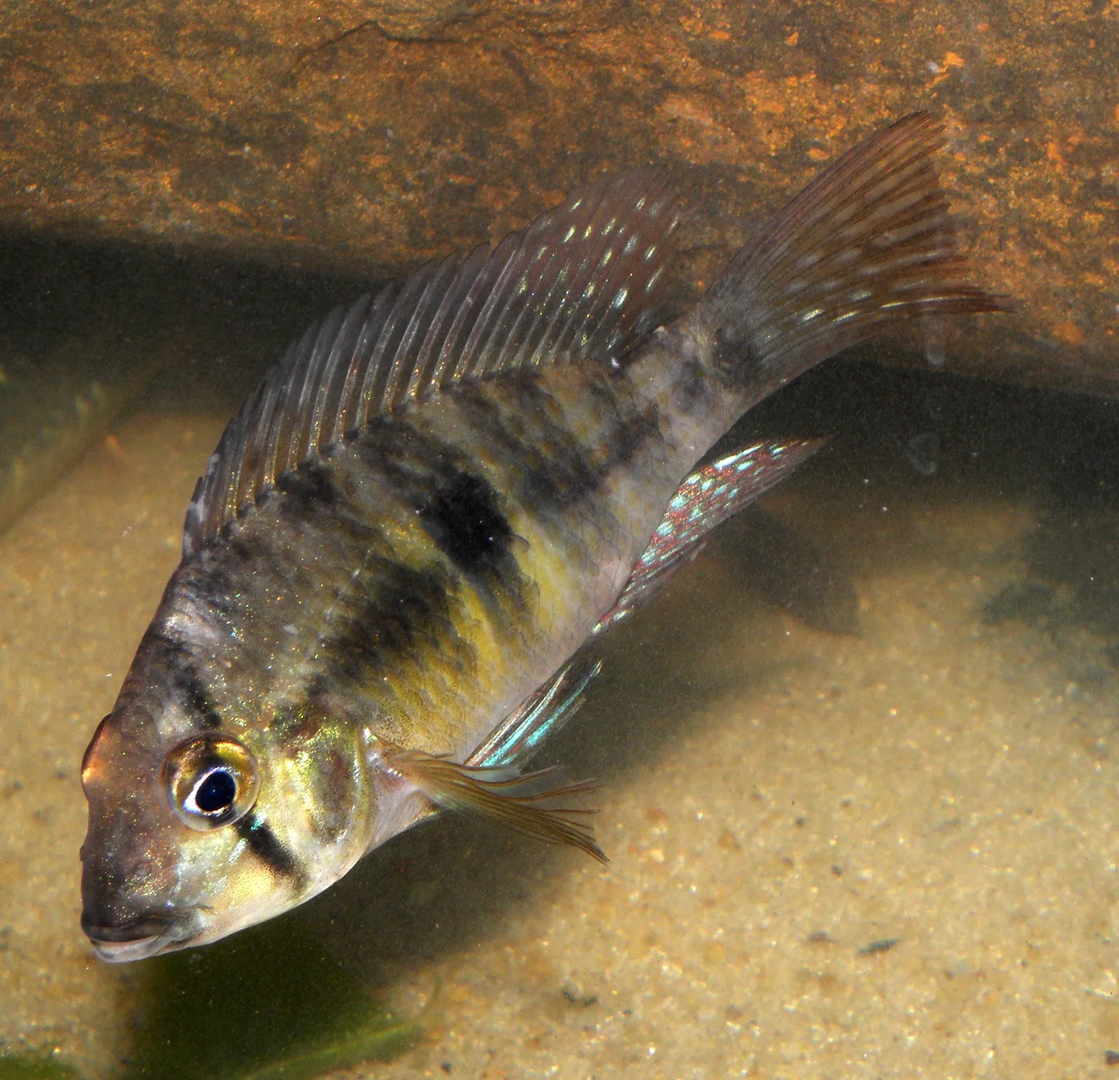 Gymnogeophagus meridionalis