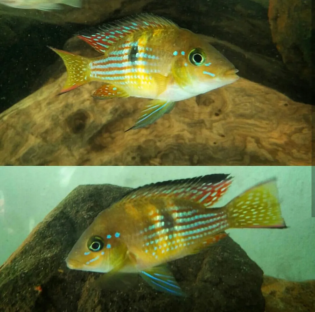 Gymnogeophagus terrapurpura