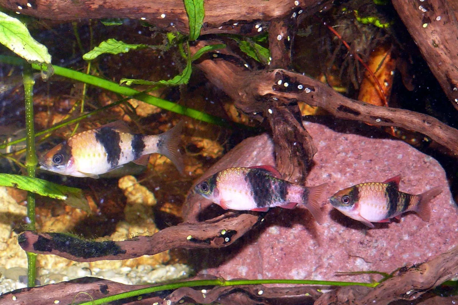 Melon barb (Haludaria fasciata)