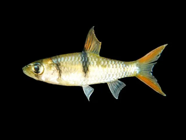 Hampala barb (Hampala macrolepidota)
