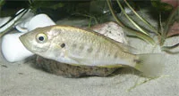 Female Lipochromis parvidens