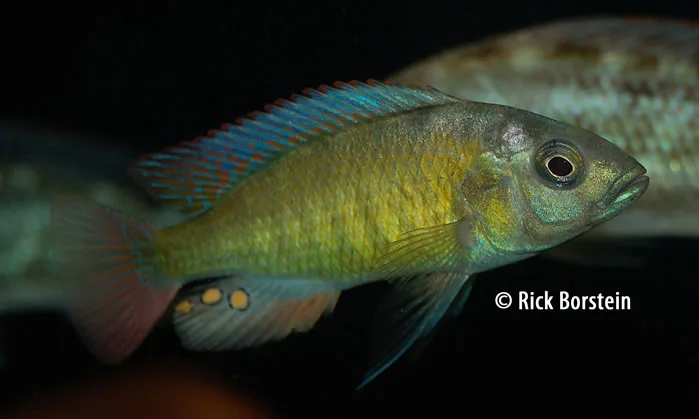Astatotilapia sp.