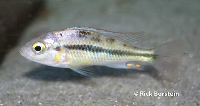 Yssichromis sp.