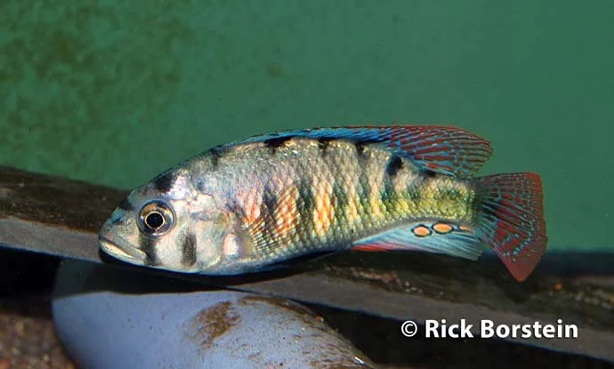 Haplochromis sp.