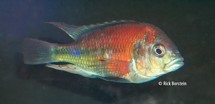 Ptyochromis sp. “hippo point salmon”