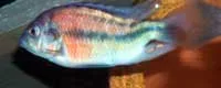 Ptyochromis sp. “hippo point salmon” Deformed Fish
