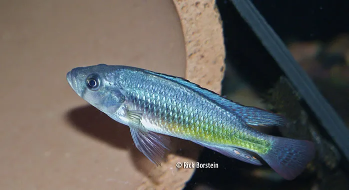 Lipochromis sp.