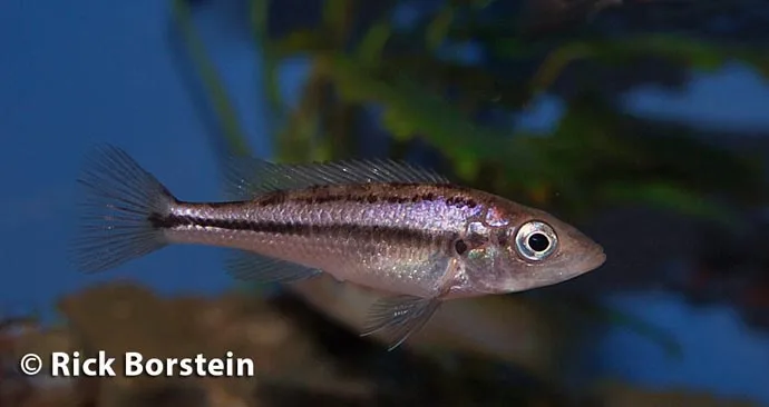 Haplochromis thereuterion Female
