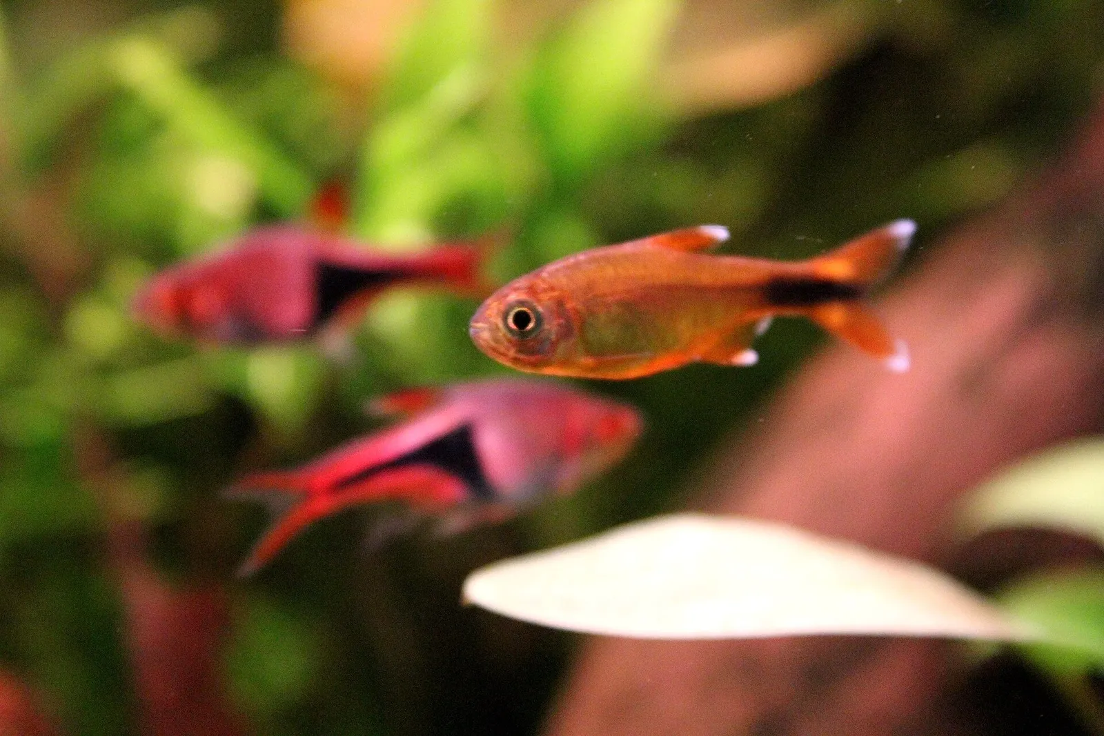 Silver-tipped tetra (Hasemania nana)