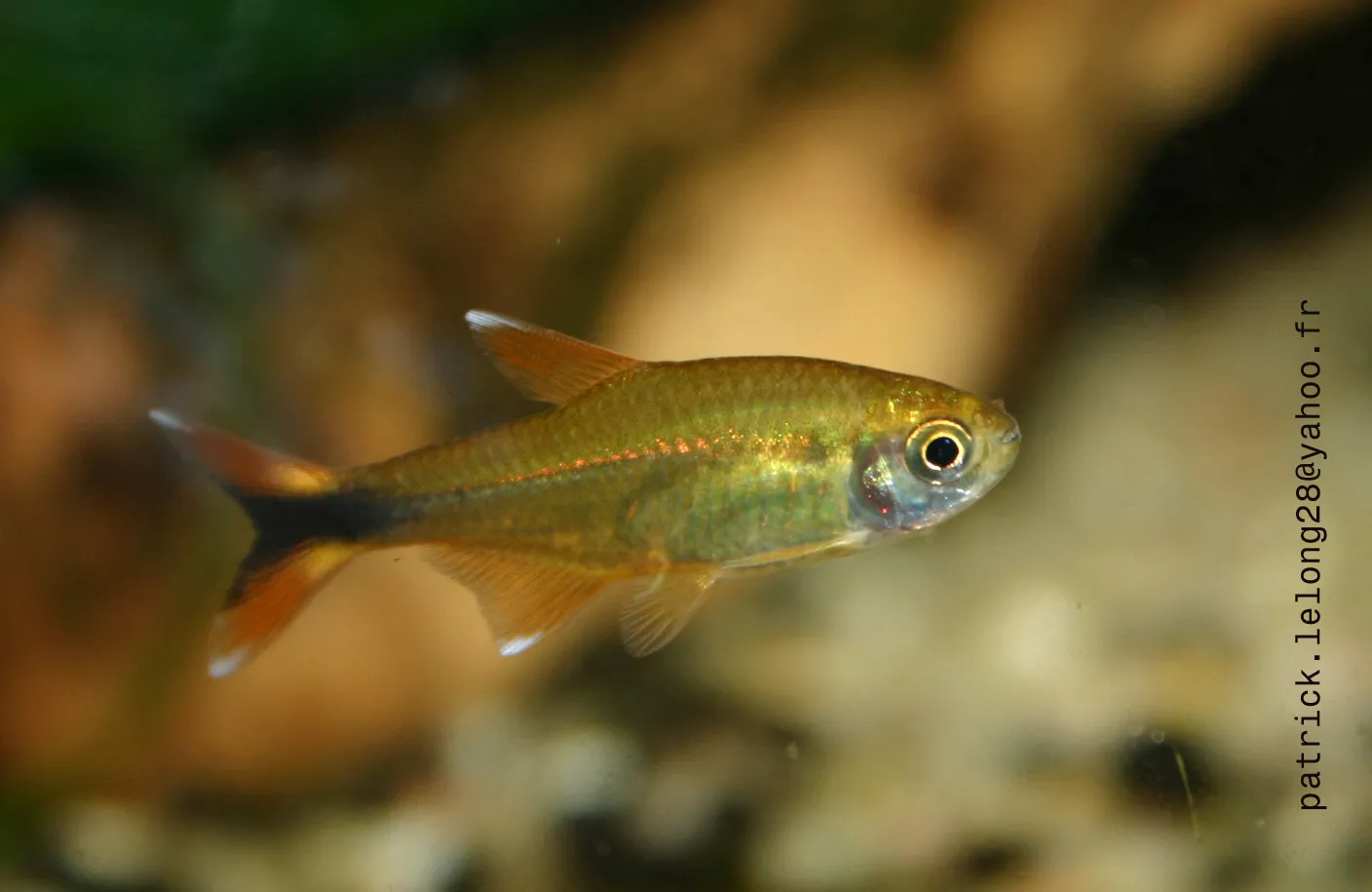 Silver-tipped tetra (Hasemania nana)