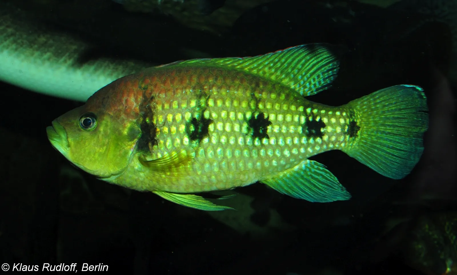 Spot jewel (Hemichromis elongatus)