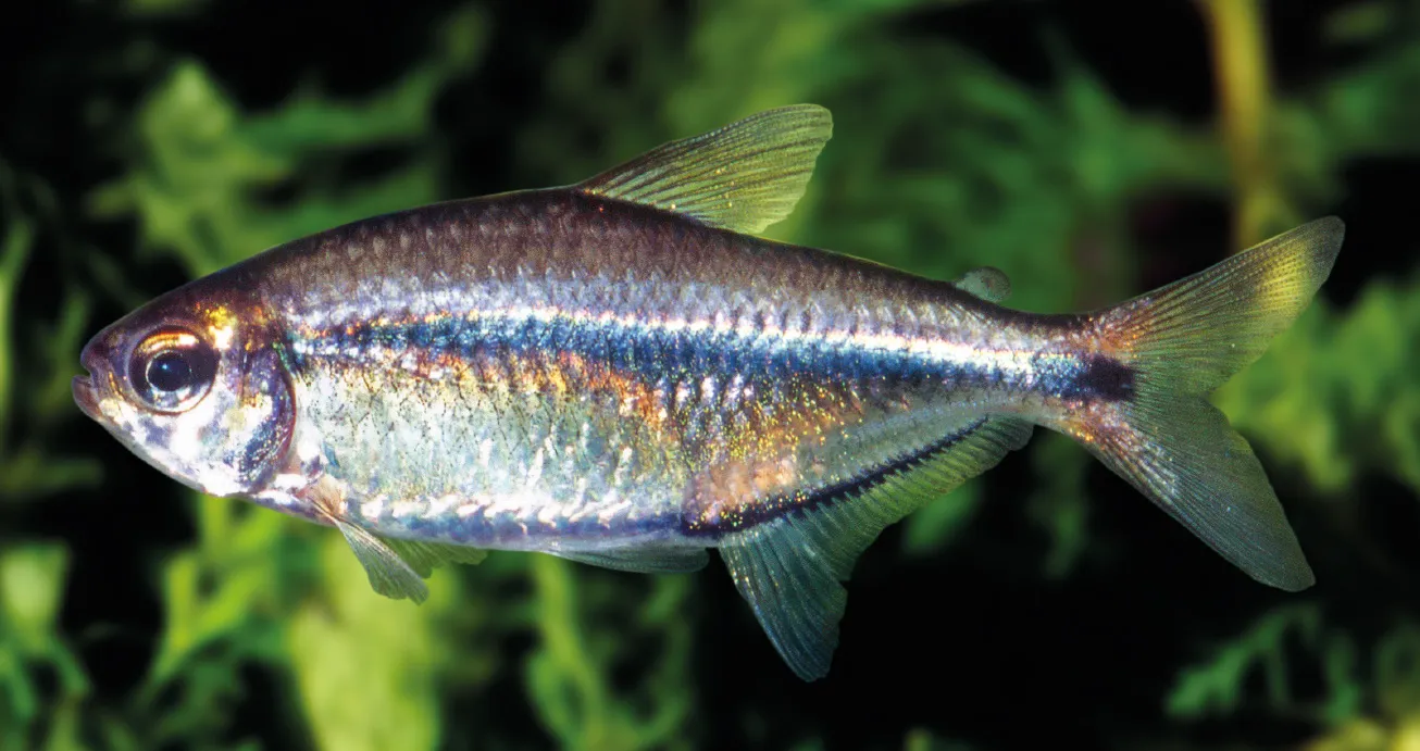 Barrigona Tetra (Hemigrammus barrigonae)