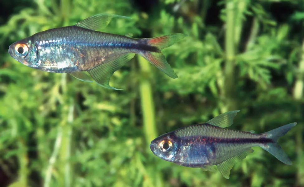 Phoenix Tetra (Hemigrammus filamentosus)