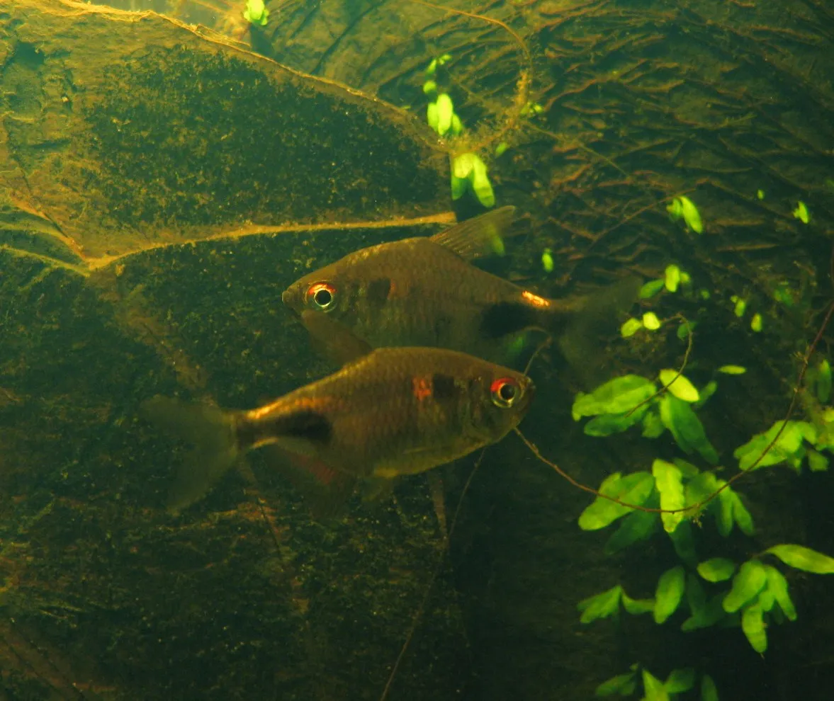Garnet Tetra (Hemigrammus pulcher)