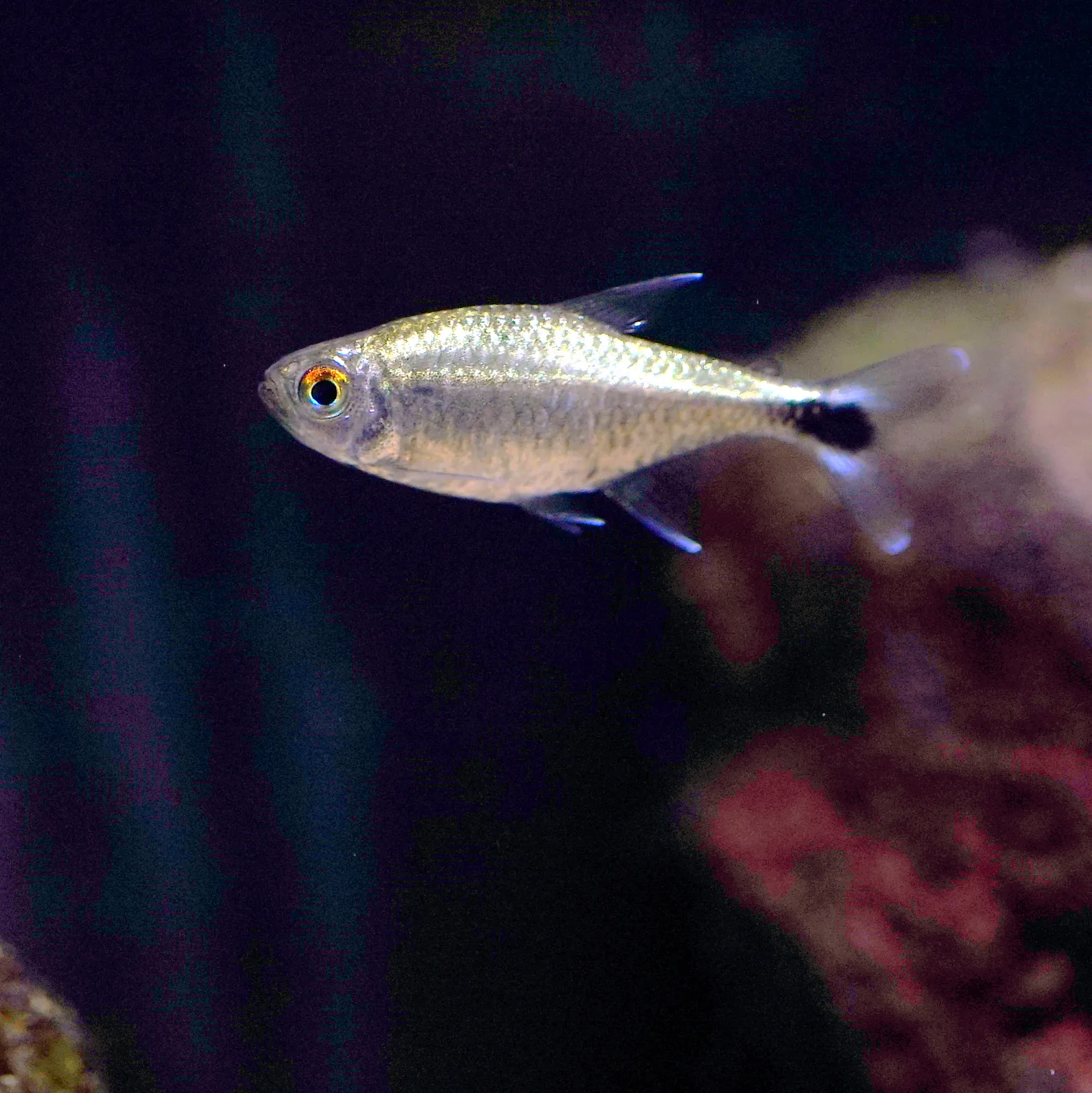 Gold Tetra (Hemigrammus rodwayi)