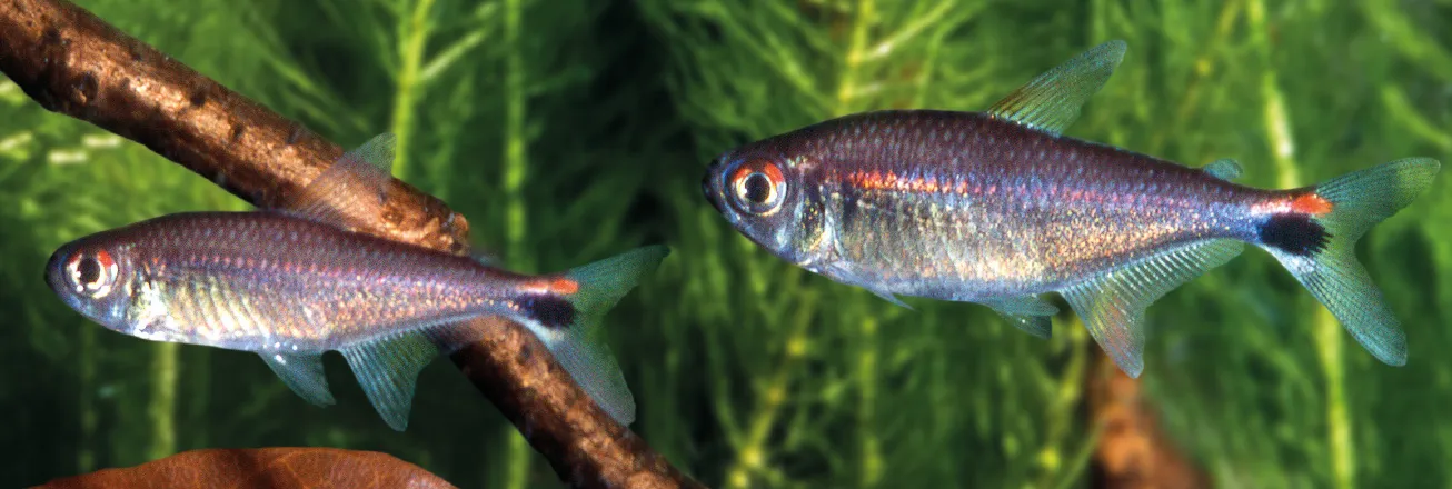 Redbanded Tetra (Hemigrammus rubrostriatus)