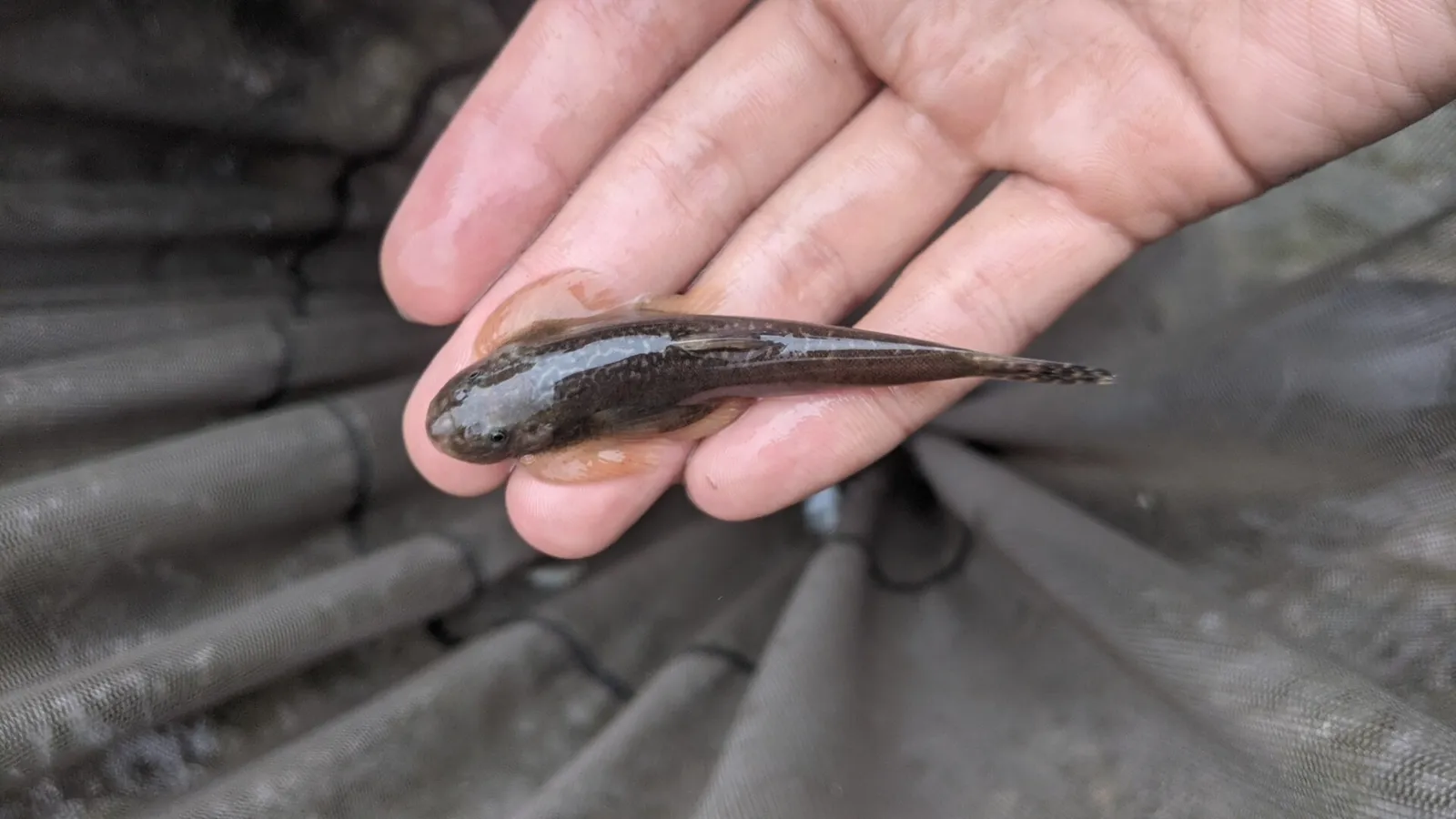 Taitung hillstream loach (Hemimyzon taitungensis)