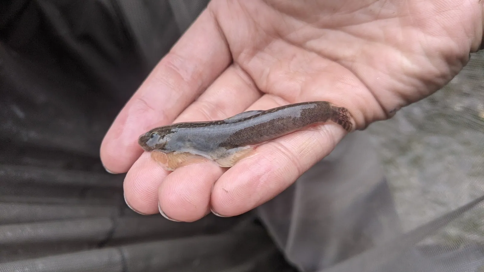 Taitung hillstream loach (Hemimyzon taitungensis)