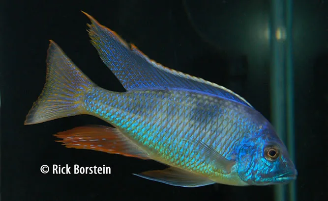 Hemitilapia oxyrhyncha The Giant Hap