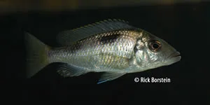 Hemitilapia oxyrhyncha Female