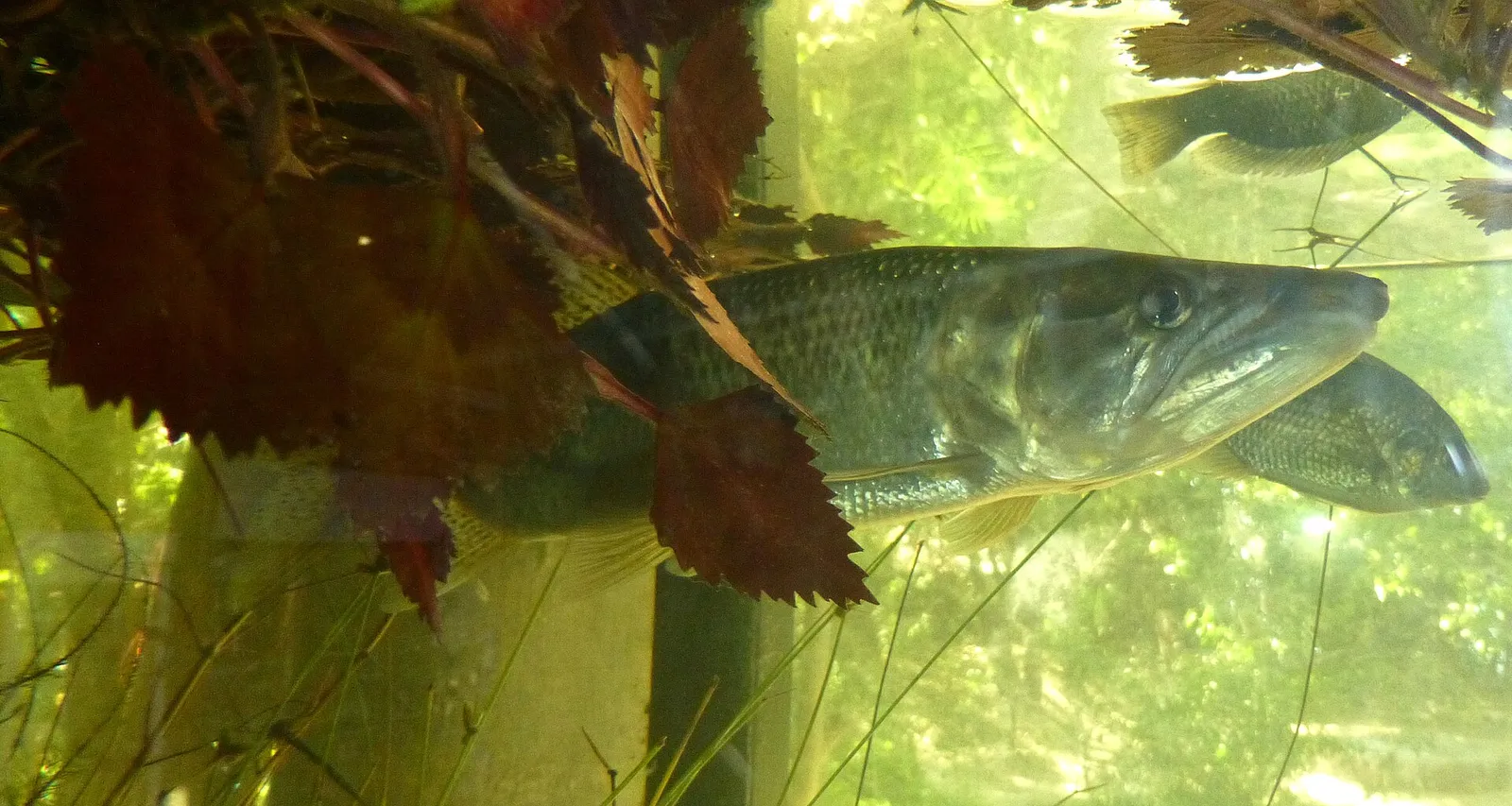 Kafue pike characin (Hepsetus cuvieri)
