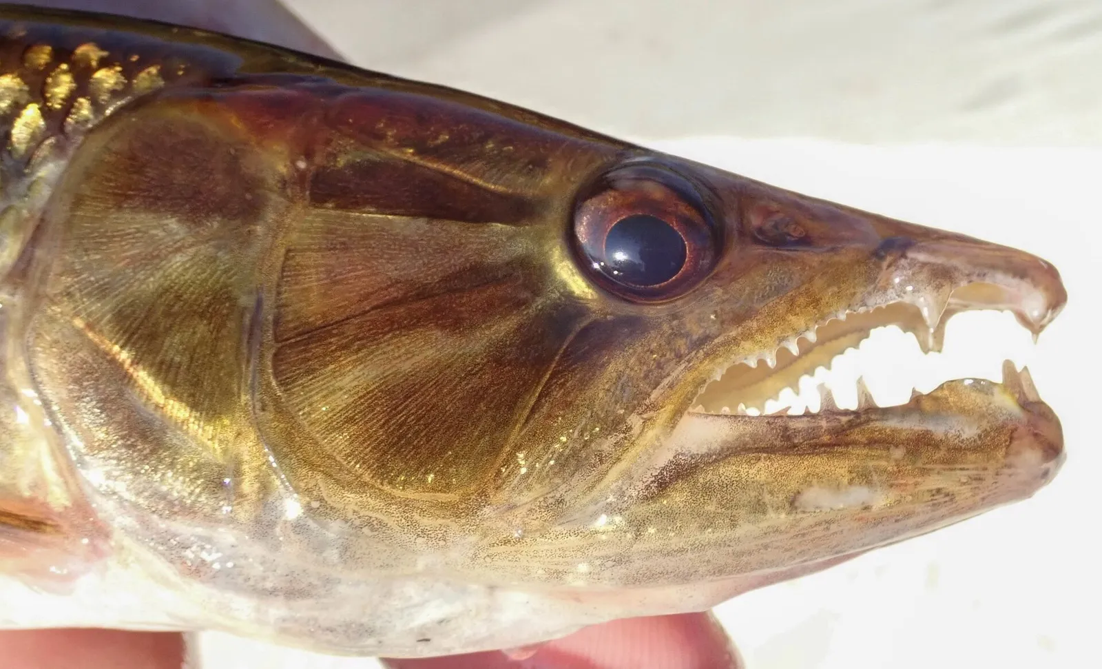 Kafue pike characin (Hepsetus cuvieri)