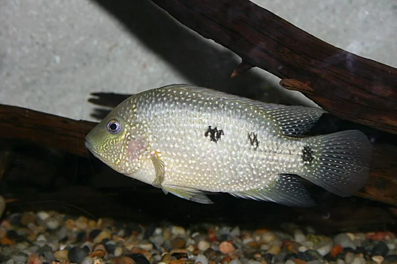 Herichthys cyanoguttatus