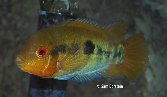 Herotilapia multispinosa