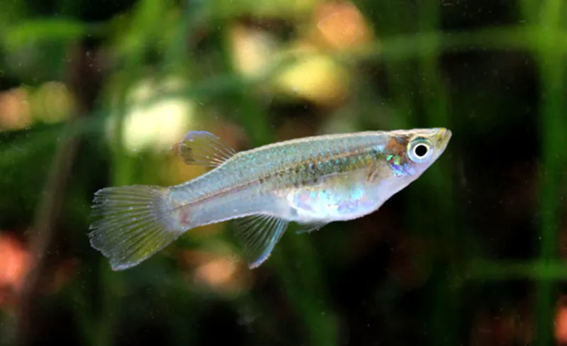 Grijalva gambusia (Heterophallus milleri)
