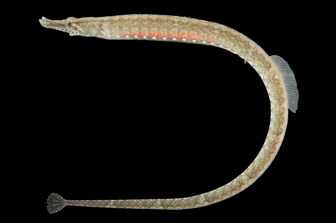 Belly pipefish (Hippichthys heptagonus)