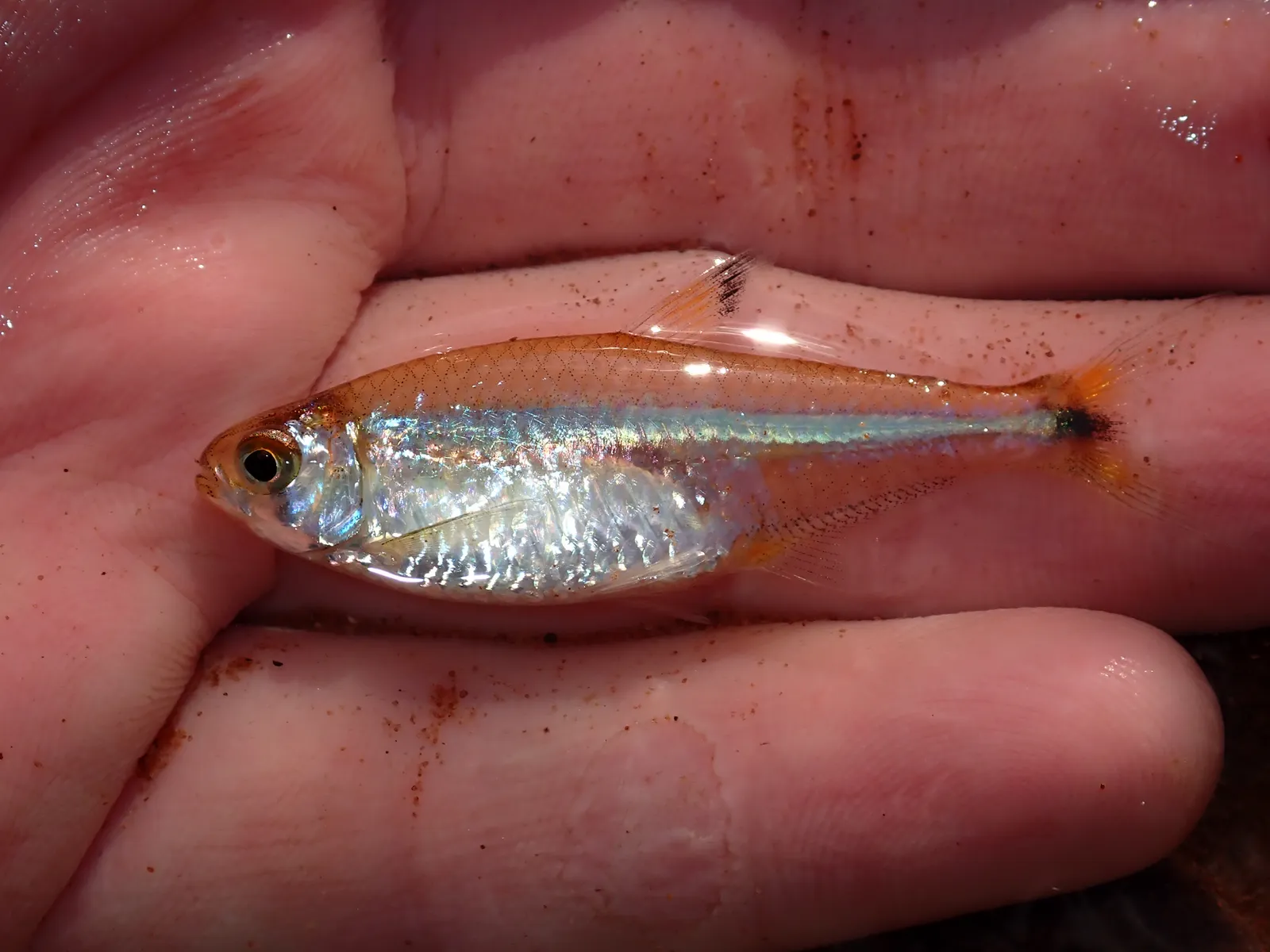 Pequira Tetra (Holoshesthes pequira)