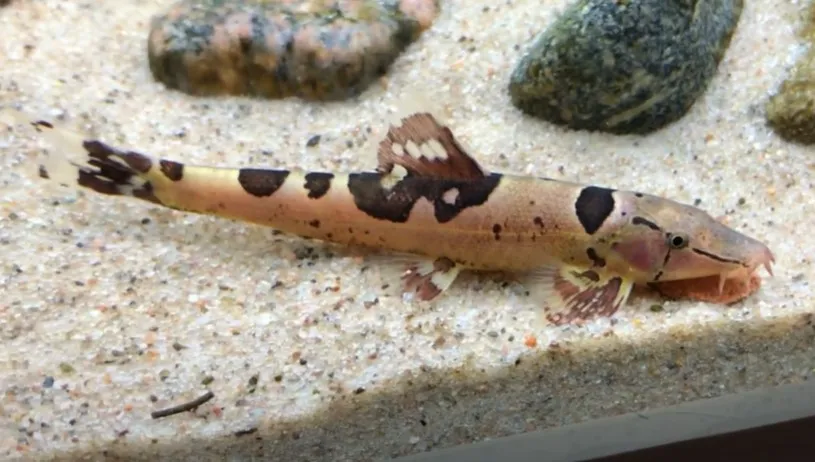 Borneo hillstream loach (Homaloptera orthogoniata)