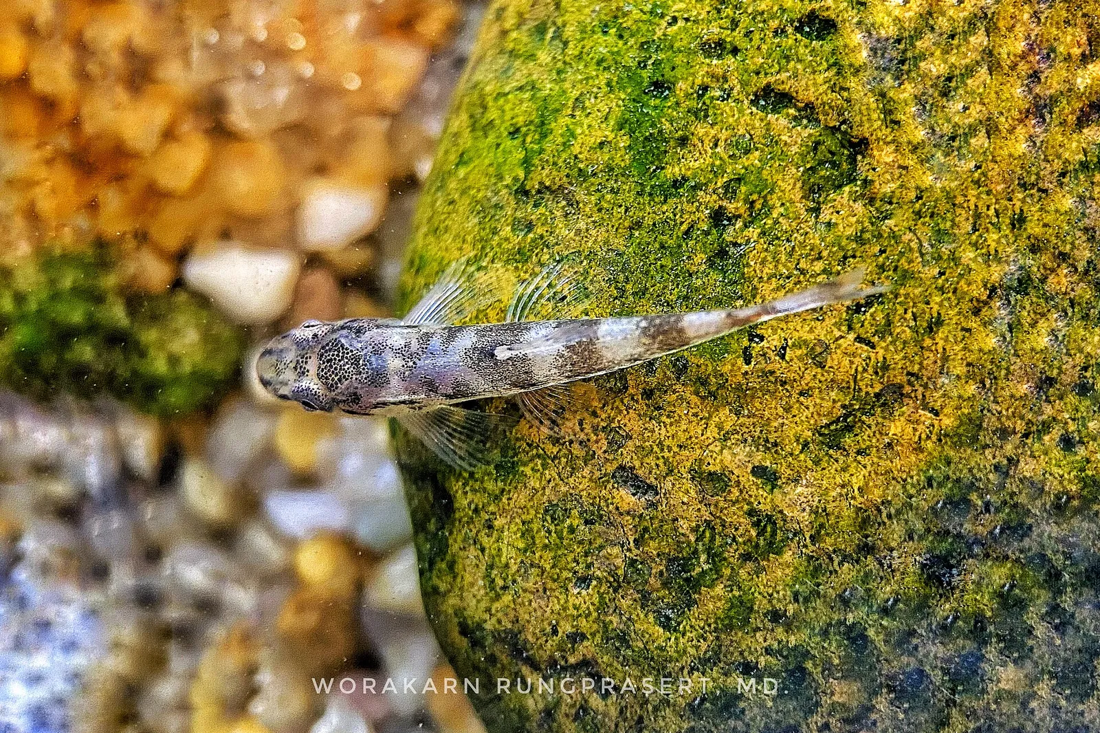 Tweedie's hillstream loach (Homalopteroides tweediei)