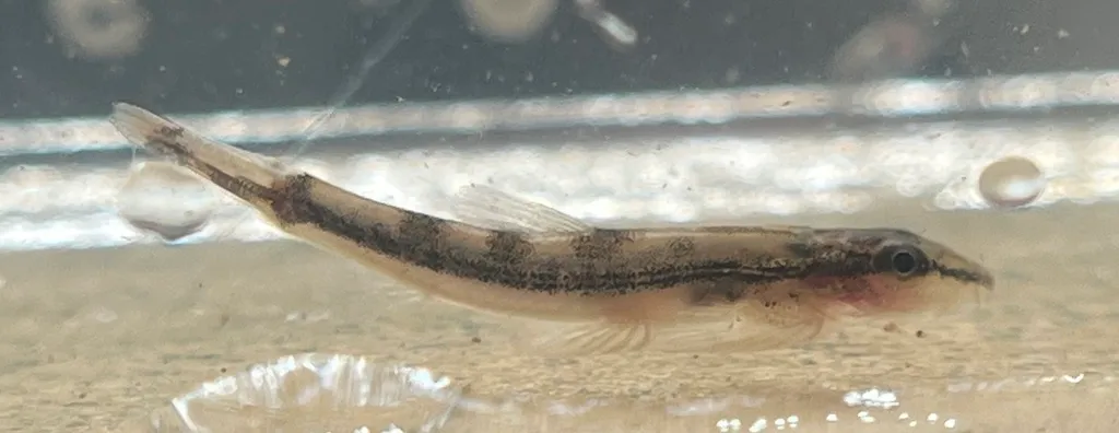 Tweedie's hillstream loach (Homalopteroides tweediei)