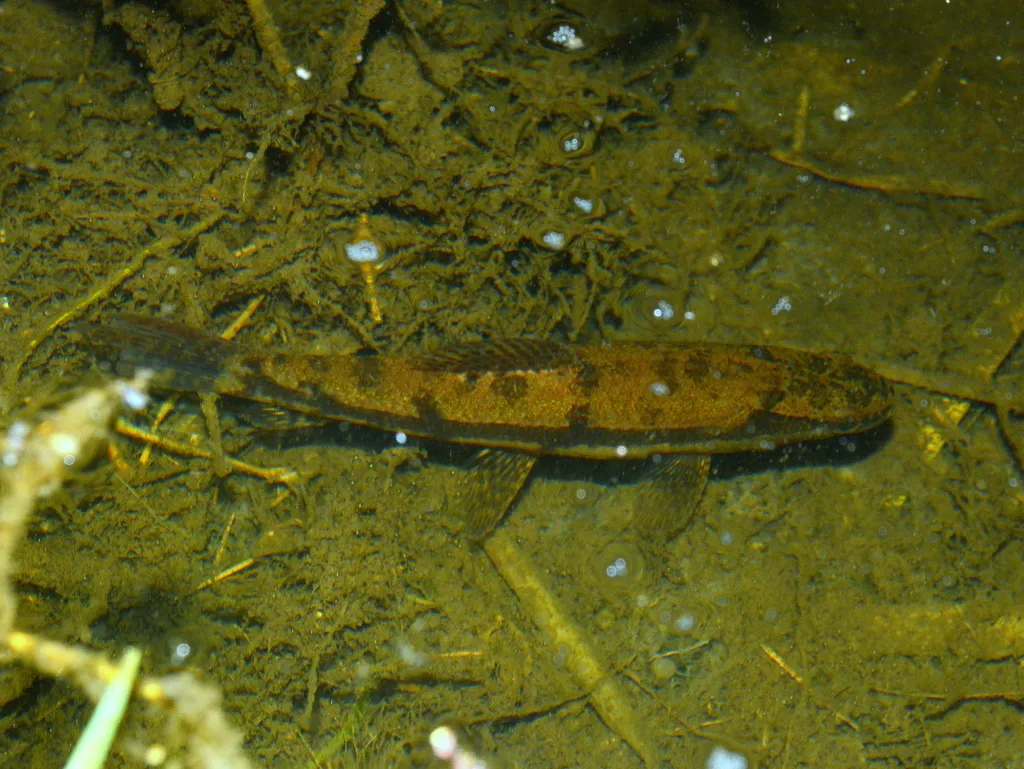 Giant trahira (Hoplias lacerdae)