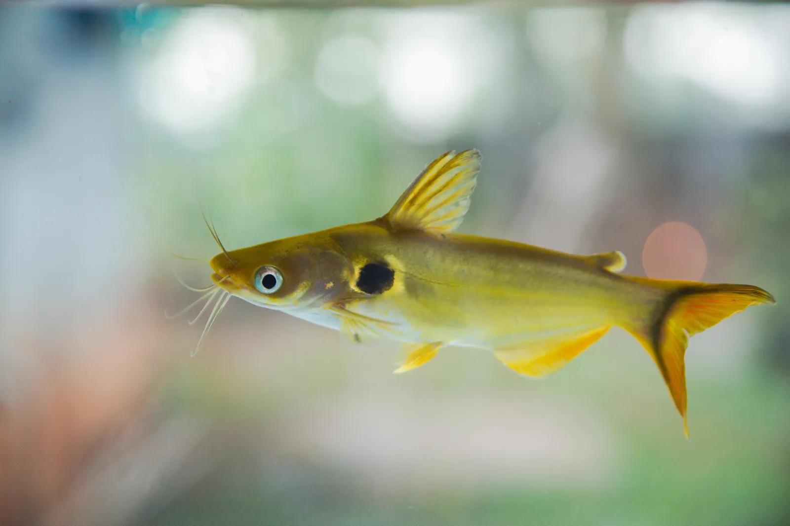 Günther's catfish (Horabagrus brachysoma)