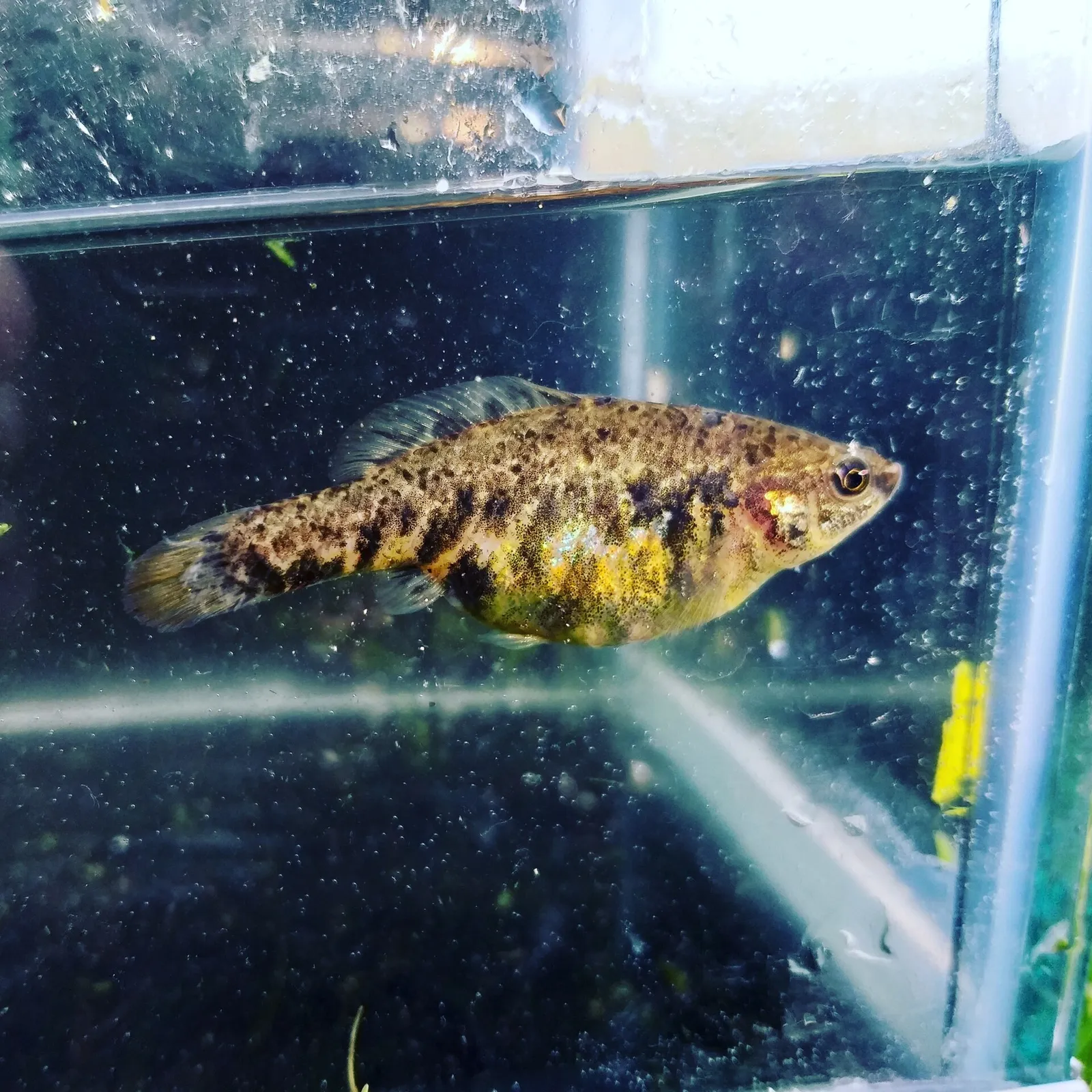 Highland splitfin (Hubbsina turneri)