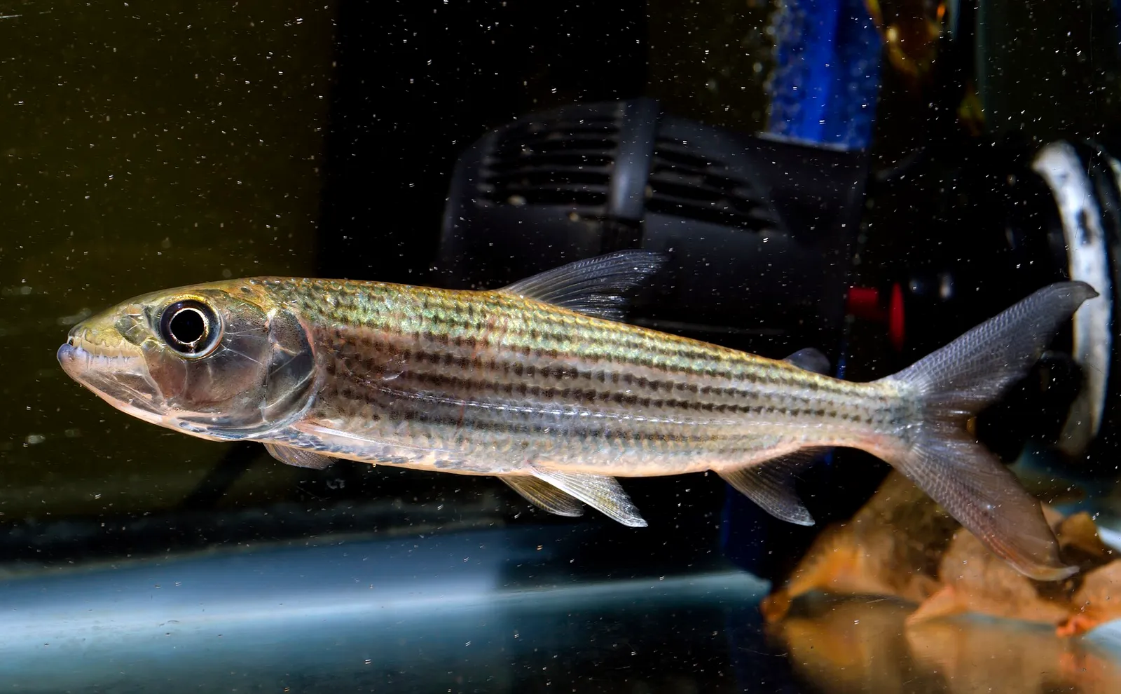 Blunt-toothed African Tiger Fish (Hydrocynus brevis)