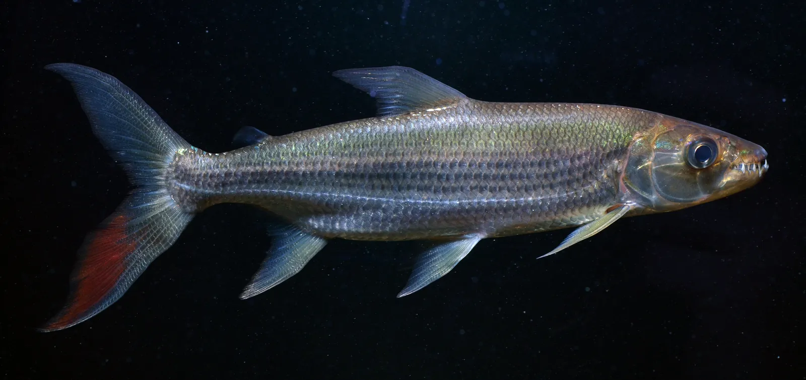 Goliath tigerfish (Hydrocynus goliath)