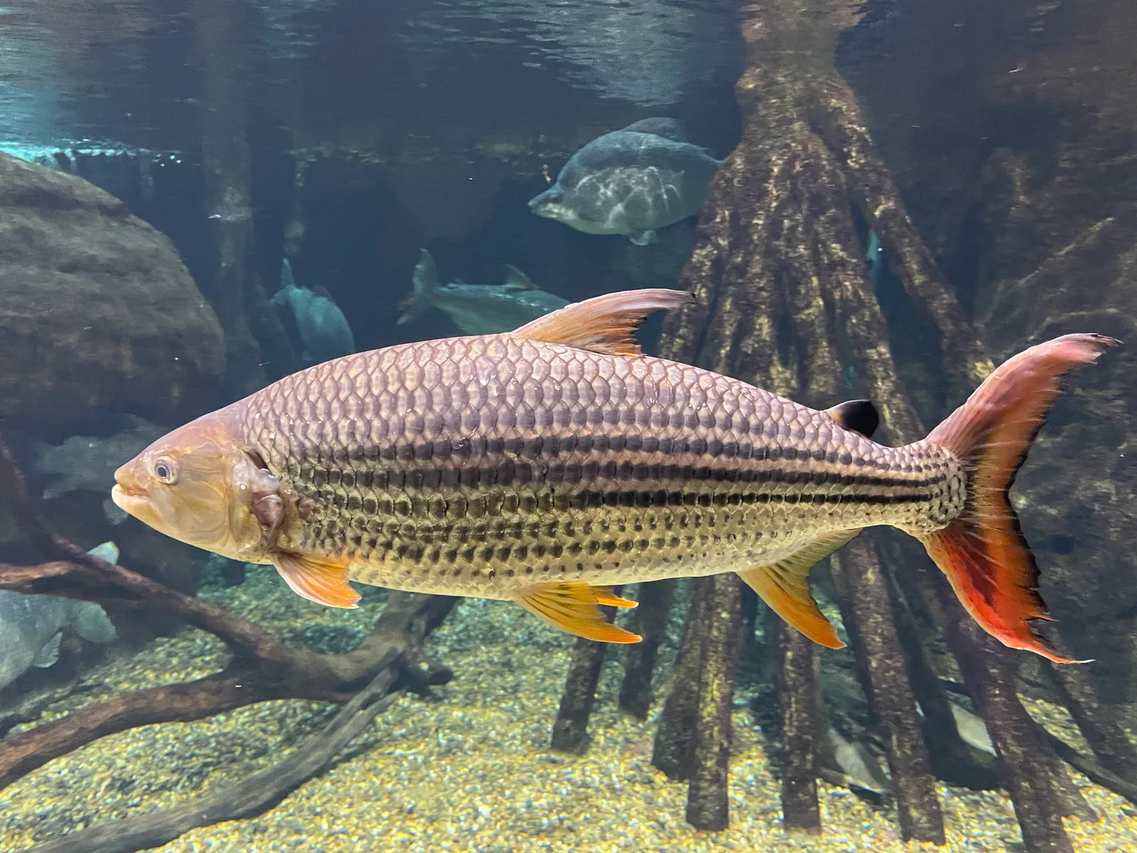 Tigerfish (Hydrocynus vittatus)
