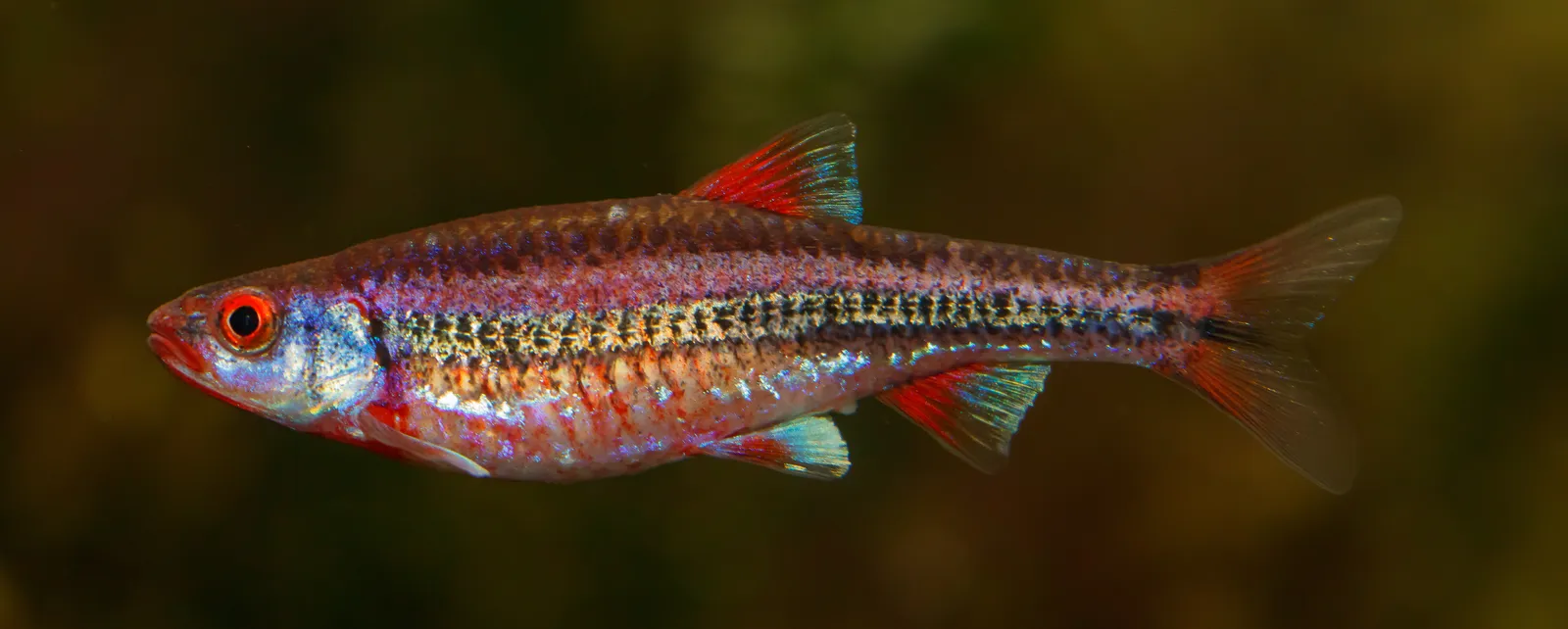 Rainbow shiner (Hydrophlox chrosomus)