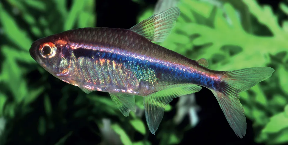 Red-tailed Flag Tetra (Hyphessobrycon agulha)