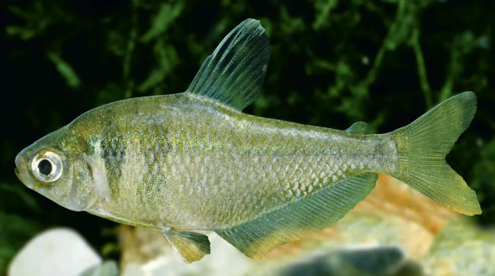 Yellow Tetra (Hyphessobrycon bifasciatus)